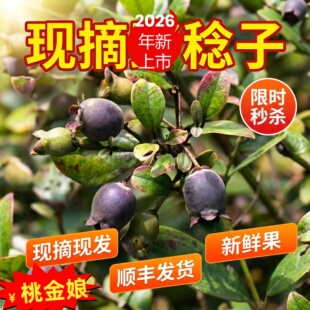 2026年新鲜果野生桃金娘果新鲜稔子果山捻子果新鲜野生桃金娘果
