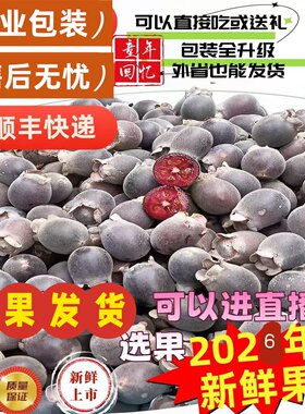 新鲜采摘桃金娘水果野生