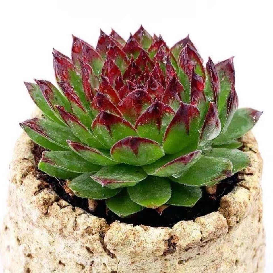 观音莲多肉大颗植物花卉绿植客厅阳台办公室除甲醛新手好养易爆盆