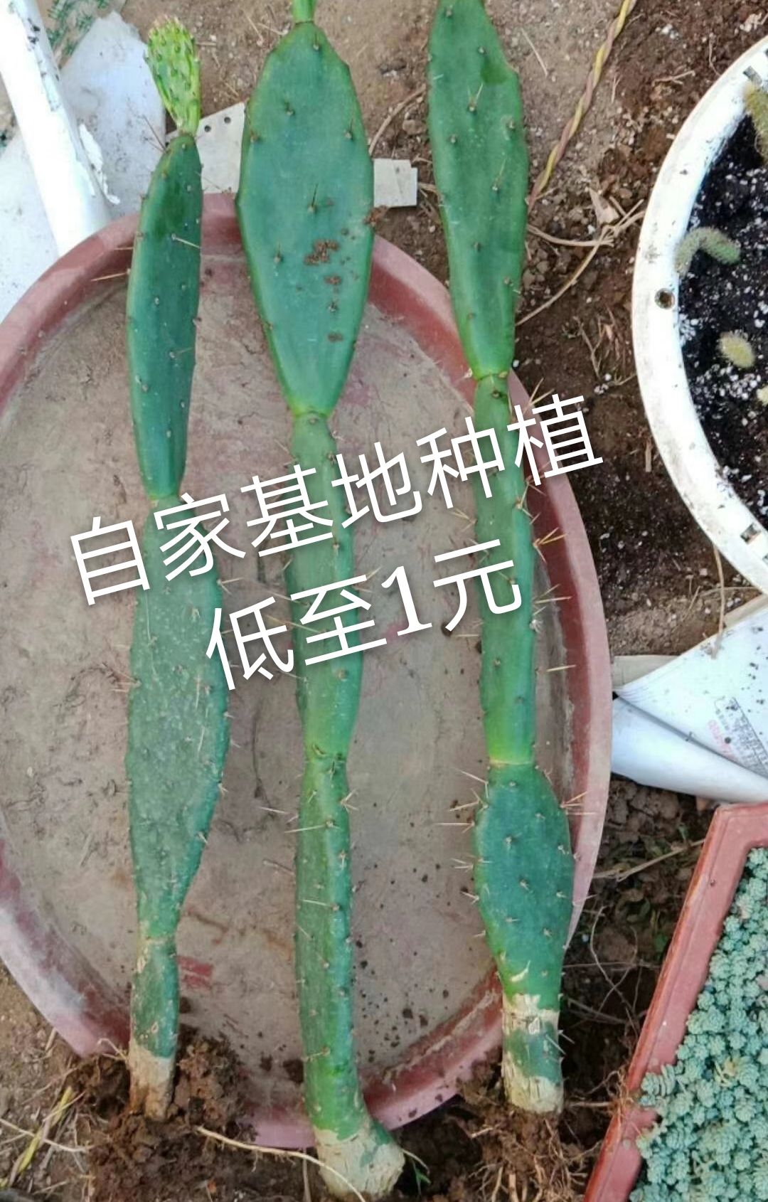 黄大刺仙人掌嫁接蟹爪兰有根两层三层多层砧木令箭食用梨果仙人掌