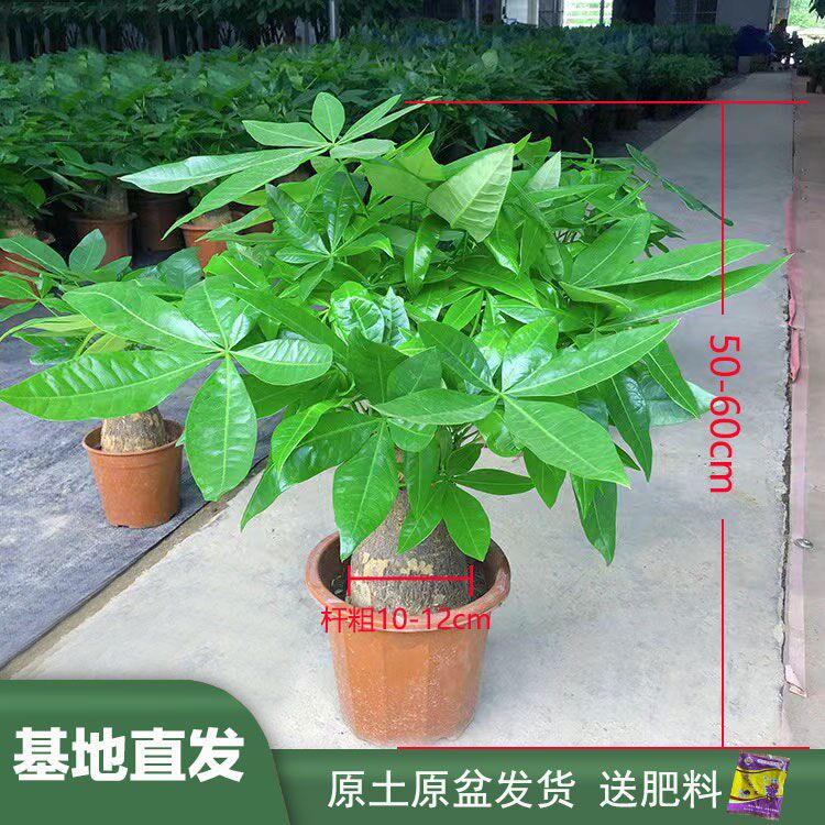 发财树盆栽小盆景大棵室内客厅办公室桌摆放花卉四季常青招财植物