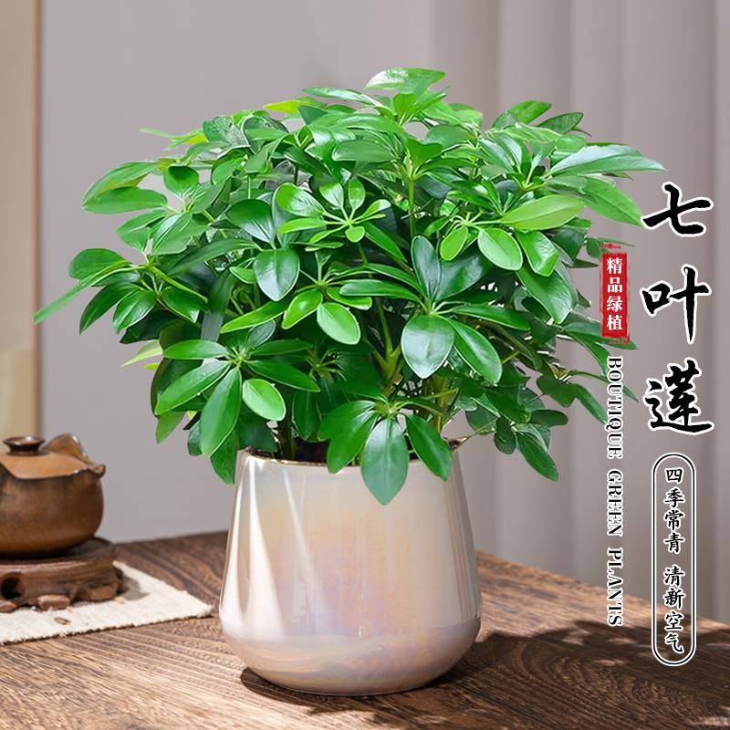 八方来财鸭脚木七叶莲盆栽植物室内客厅办公室绿植吸甲醛净化空气