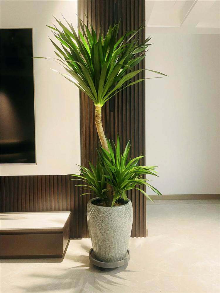 太空铁龙血树大型绿植盆栽老桩造型龙须树室内植物吸甲醛一物一拍