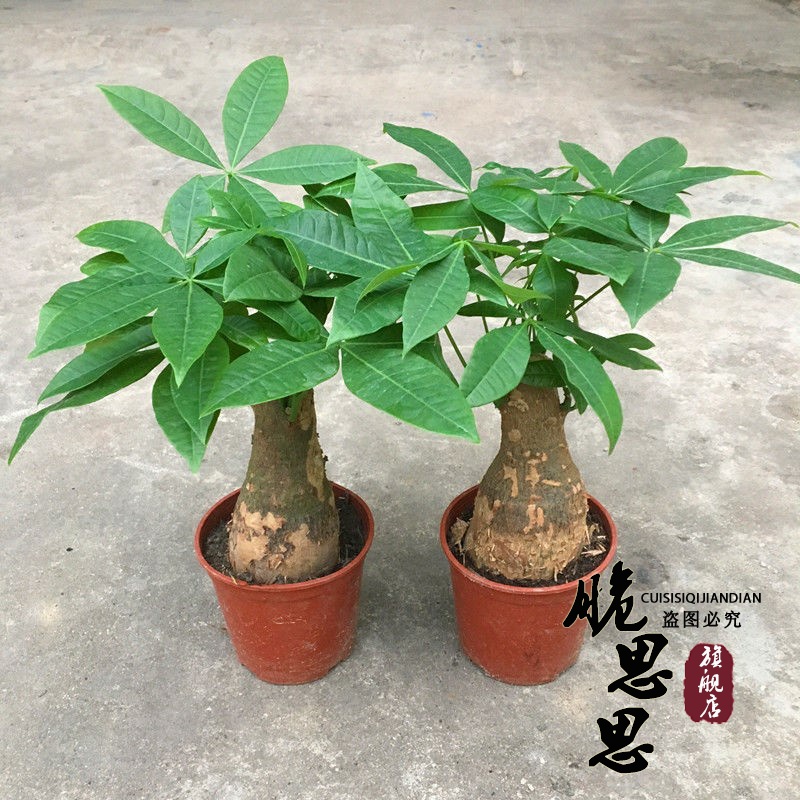 发财树盆栽小盆景苗大植物花盆室内客厅招财大树桩金钱树绿植花卉 蝴蝶飞上黑白琴键 淘优券 发财树盆栽小盆景苗大植物花盆室内客厅招财大树桩金钱树绿植花卉 蝴蝶飞上黑白琴键 淘优券