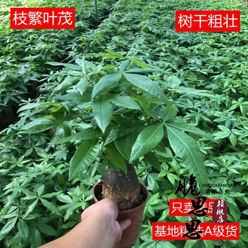 发财树盆栽室内客厅桌面绿植小盆景大发财树苗招财树吸甲醛植物-封面