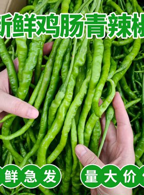 鸡肠青辣椒新鲜超细长薄皮皱皮鸡肠子青线椒酒店饭店餐饮商用批发