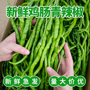 鸡肠青辣椒新鲜超细长薄皮皱皮鸡肠子青线椒酒店饭店餐饮商用批发