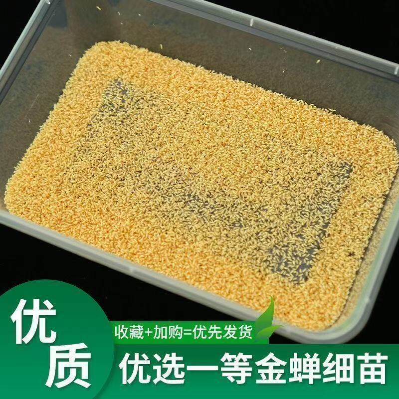 金蝉幼苗蝉蚁当天活体现货食用爬叉猴蝉种卵枝孵化知了种子龟苗