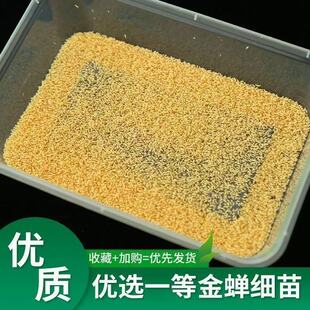 金蝉幼苗蝉蚁当天活体现货食用爬叉猴蝉种卵枝孵化知了种子龟苗