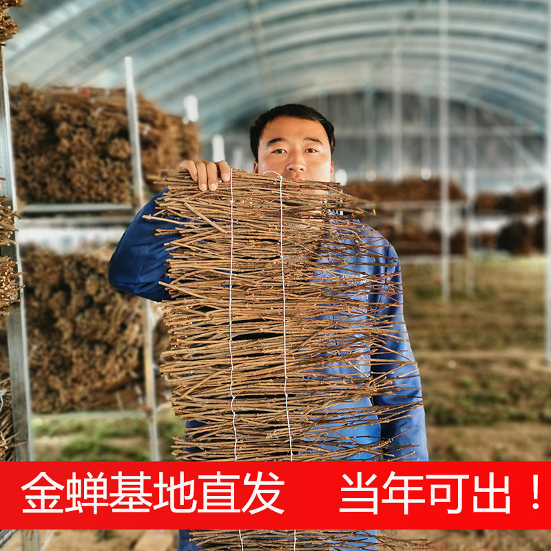 金蝉卵枝养殖爬叉猴知了种子人工养殖金蝉孵化蝉蚁知了猴苗包邮