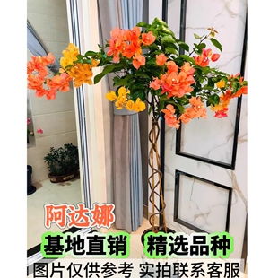高飘马斯三角梅卡亚塔飘枝苏瓦娜高杆爬藤漳红樱老桩花墙拱门盆栽