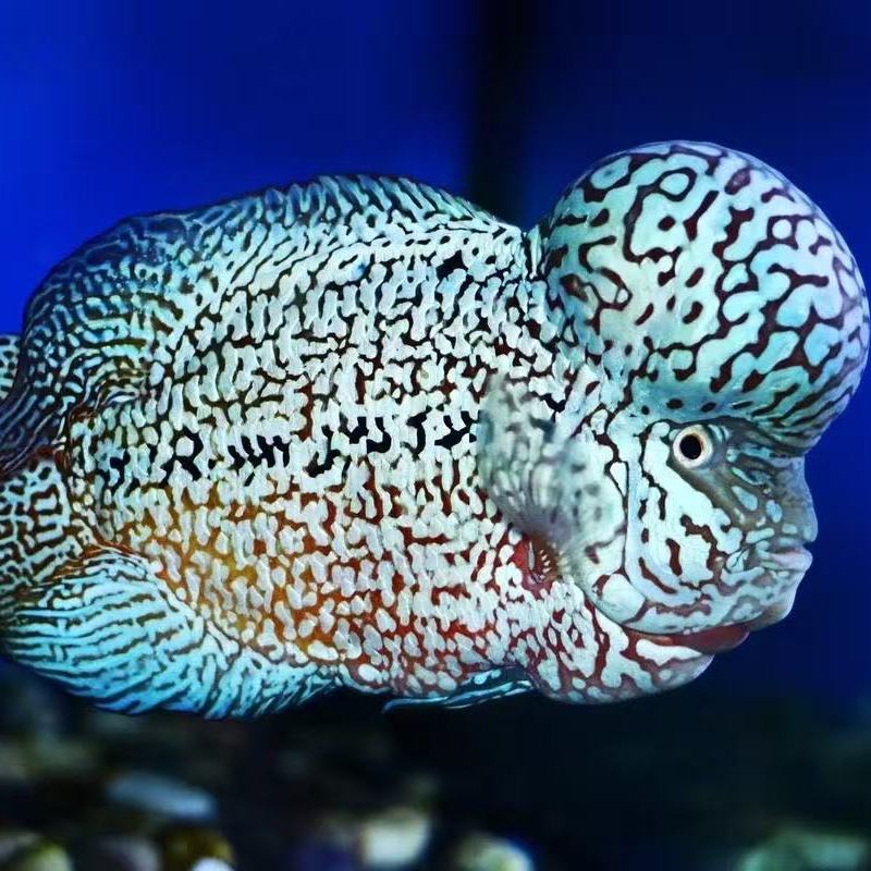 泰国爆头罗汉鱼鸿运火凤凰泰金花亚成起头大苗一物一拍活体观赏鱼