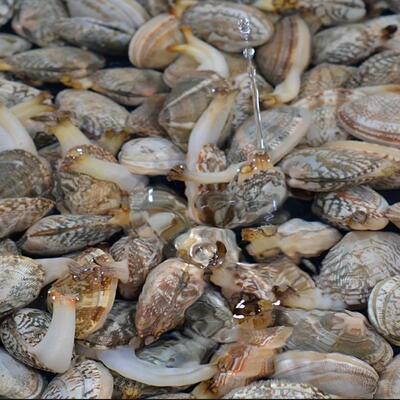 鲜活野生贝类花蛤蜊