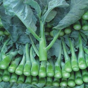 400粗条甜芥兰种子 秋季青菜四季播蔬菜种子芥蓝种籽g