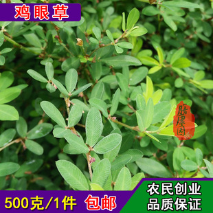 掐不齐草 公母草 三叶草 人字草 丁贵草蚂蚁草 500g整株包邮