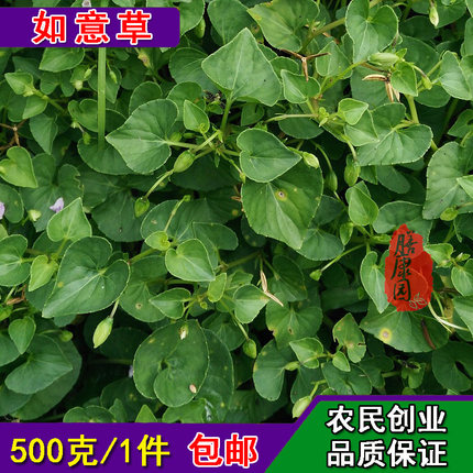 如意草鲜500克福建白花犁头草 心叶地丁玉小鸡花野堇菜光瓣光