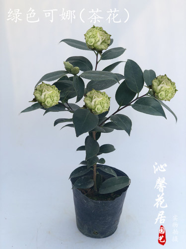 进口稀有品种绿色茶花庭院树苗