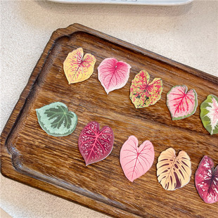 热带绿植物秋海棠叶片装饰冰箱贴彩叶芋吸铁石磁贴送孩子启蒙礼物