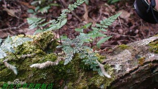 野外新鲜白毛蛇下单现采石蚕石祈蛇白毛岩蚕圆盖阴石蕨白毛骨碎补