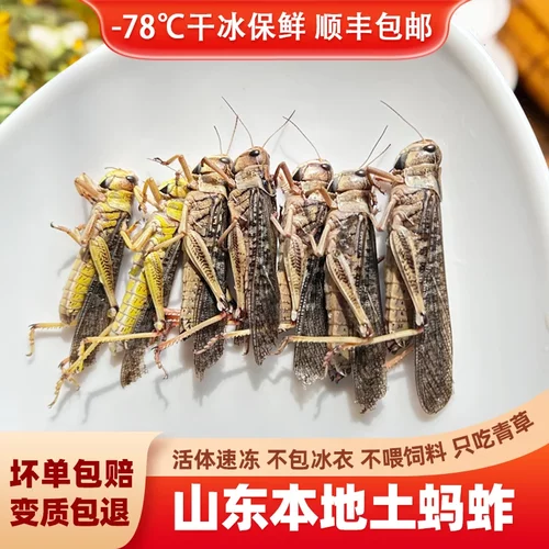 蚂蚱新鲜冷冻食用昆虫