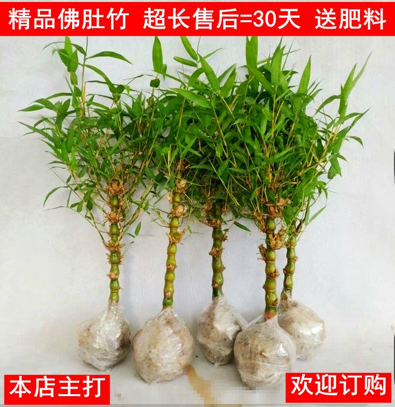 佛肚竹罗汉室内盆栽庭院观赏