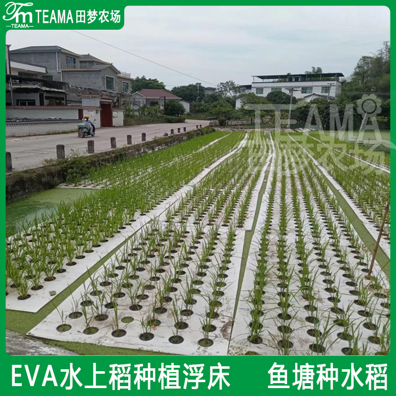 水稻种植浮床鱼塘水上面种植漂浮板河流鱼稻共生无土栽培种菜设备