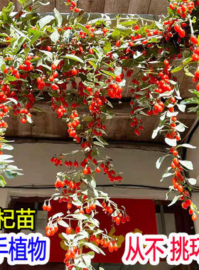 枸杞子大果红枸杞树苗黑枸杞南方北方地栽盆栽黄枸杞当年结果树苗