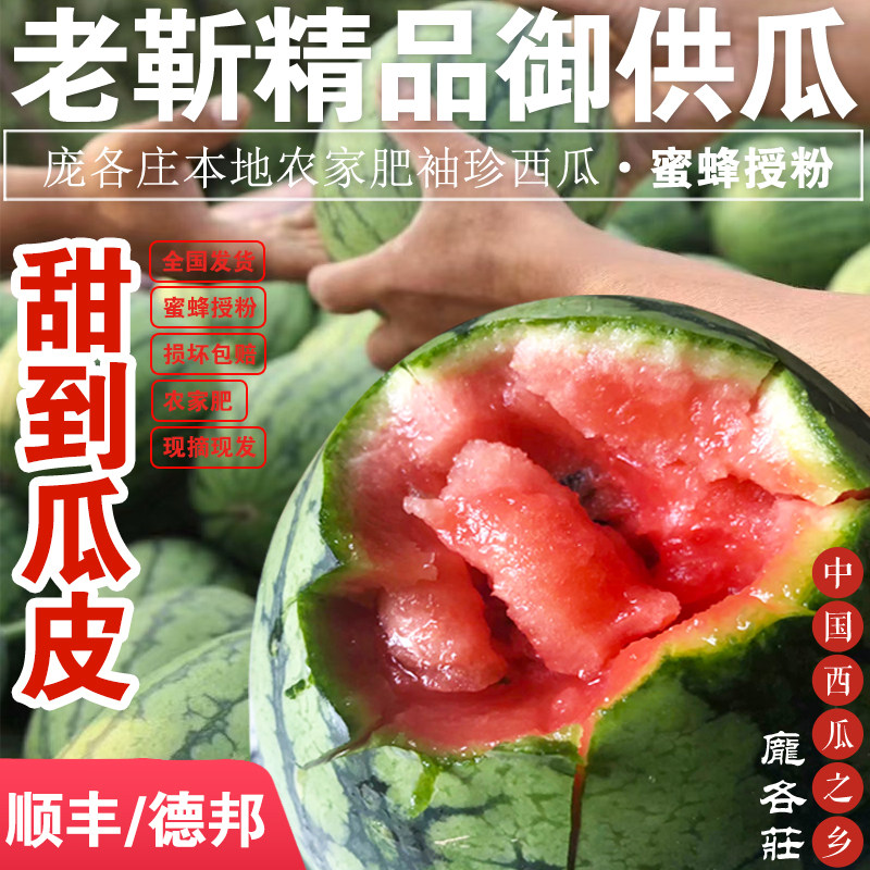 北京大兴庞各庄西瓜 L600冰糖袖珍小西瓜 小吊瓜 剥皮小糖丸西瓜