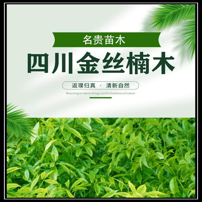 四川金丝楠木树苗小叶桢楠黄花梨树苗沉香苗小叶紫檀绿化苗木