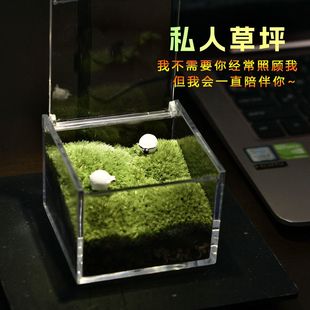 办公室桌面摆件私人草坪苔藓微景观生态瓶生日礼物迷你绿植青苔盆