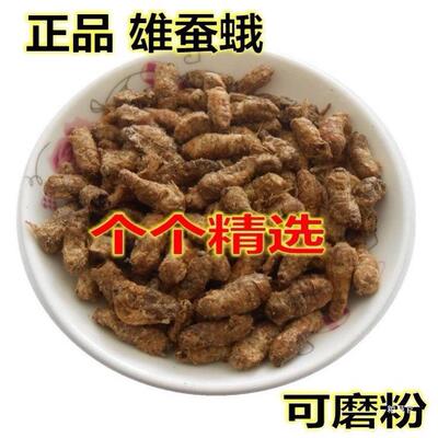 雄蚕蛾500g/桑纯公晚蛾子