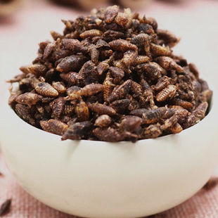 产地直销金沙牛广西蚁狮倒退虫金砂牛地牯牛无杂真货好货