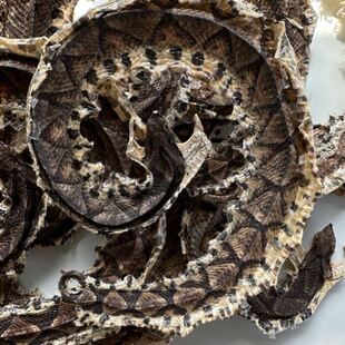 蕲蛇中药250克靳蛇白花蛇中药五步蛇粉蝮蛇蕲蛇粉齐蛇祁蛇蕲盘蛇