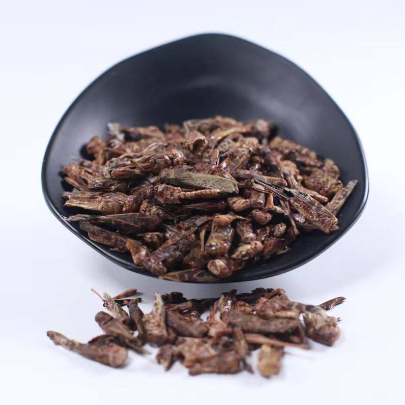 蝗虫中药材正品精选500g散装野生蚂蚱干草蜢蚱蜢蝗虫粉泡酒料包邮