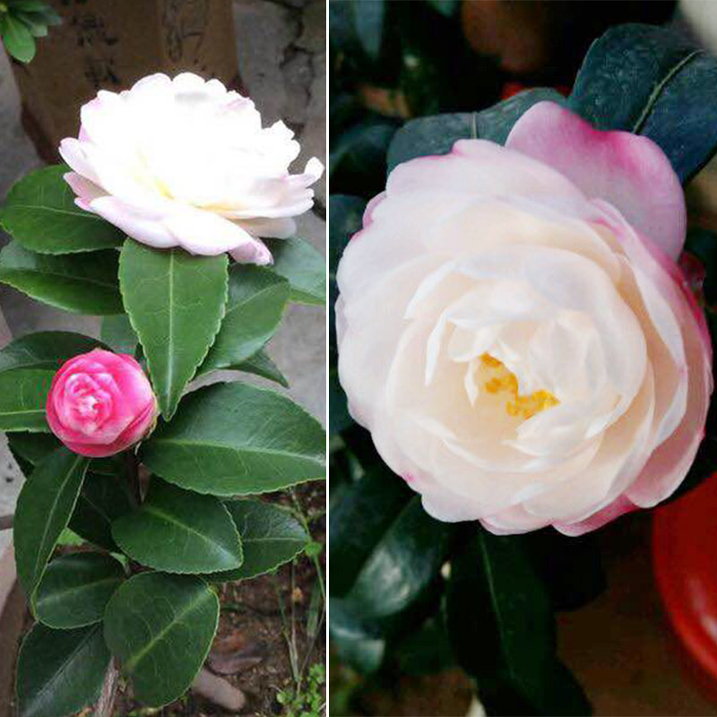 日本茶花品种 Gif动态图 动态图库网