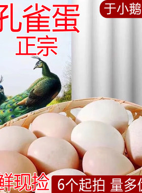 蓝孔雀蛋新鲜灰白花孔雀散养新鲜现捡