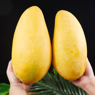 萨力娅 海南金煌芒特产海口芒果当季新鲜芒果水果孕妇京东大果5斤
