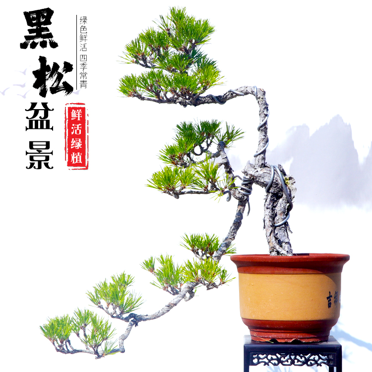 黑松盆景三河文人迎客松阳台庭院