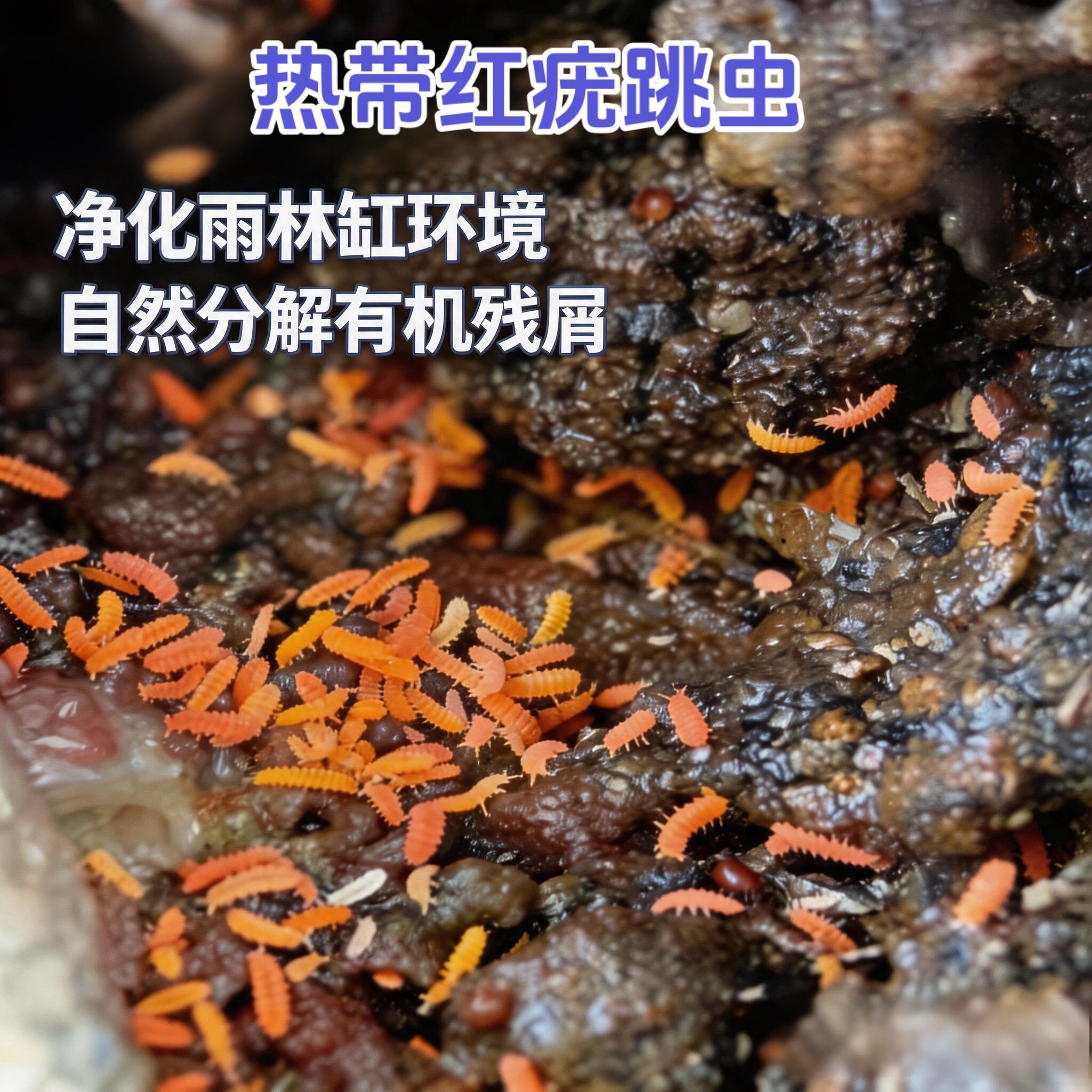 白符跳虫红跳虫活体螳螂蜘蛛箭毒蛙蝾螈壁虎雨林蝎跳虫雨林缸实验