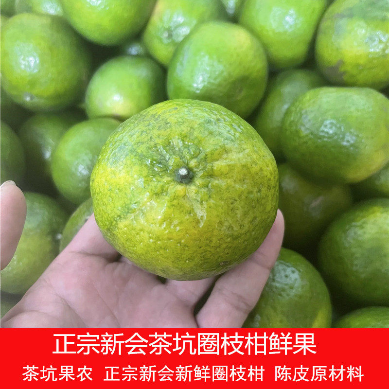 新会茶坑9年老树圈枝柑鲜果