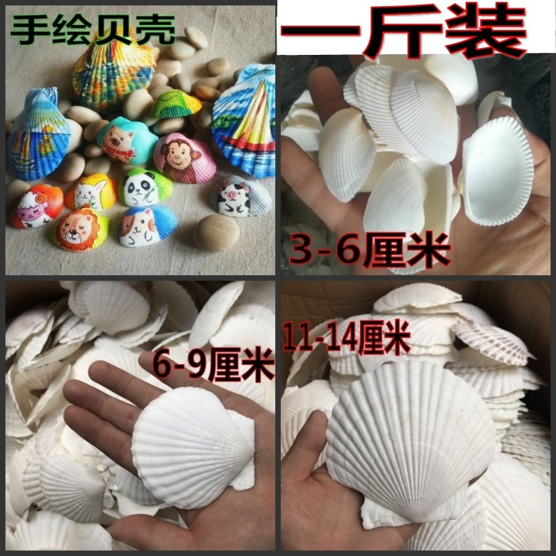 DIY绘画涂鸦小号海螺烧烤幼儿园活动礼品鱼缸天然大白扇贝壳包邮