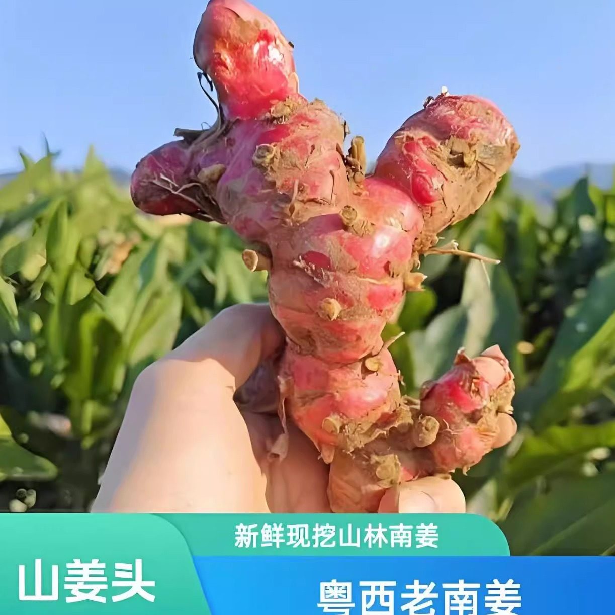 南姜新鲜精选野生山姜牛羊肉火锅卤味去膻提味调料南姜潮汕