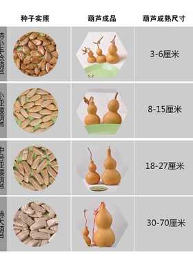 直销天然手把文玩葫芦种子