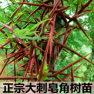大刺皂角树苗皂角树绿化皂荚树苗盆栽地栽皂角树苗庭院皂角苗包邮