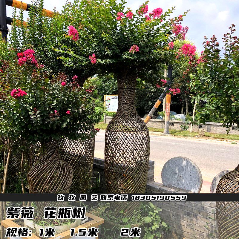 高档树苗紫薇造型花瓶 紫薇编织造型树 庭院别墅风景树 当年开花