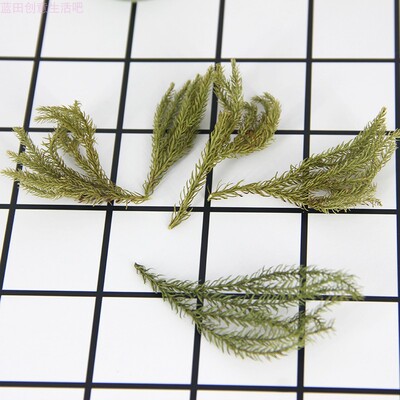 天然石松叶干花网红永生花画材料香薰蜡片花材抖音手作浮游瓶叶材