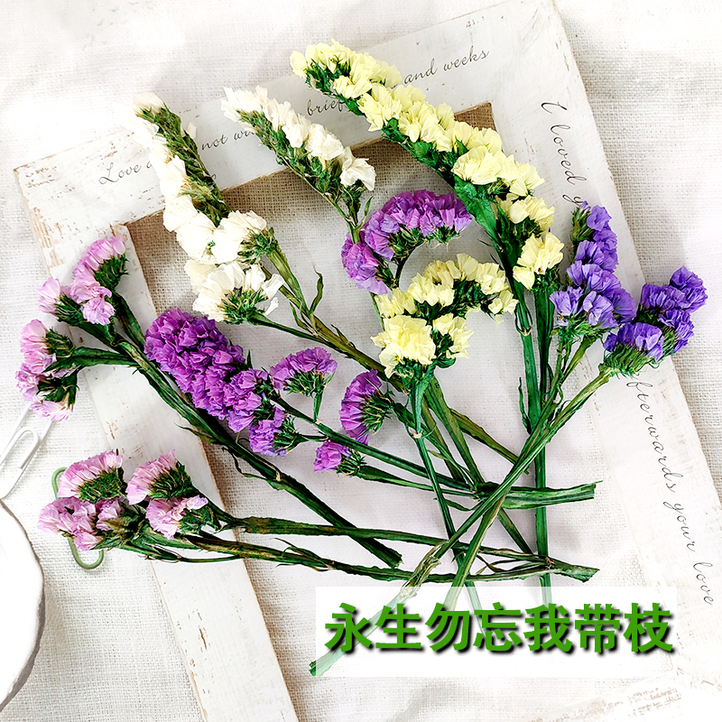 永生勿忘我带枝保鲜花DIY相框干花材料天然植物幼儿教学手工活动