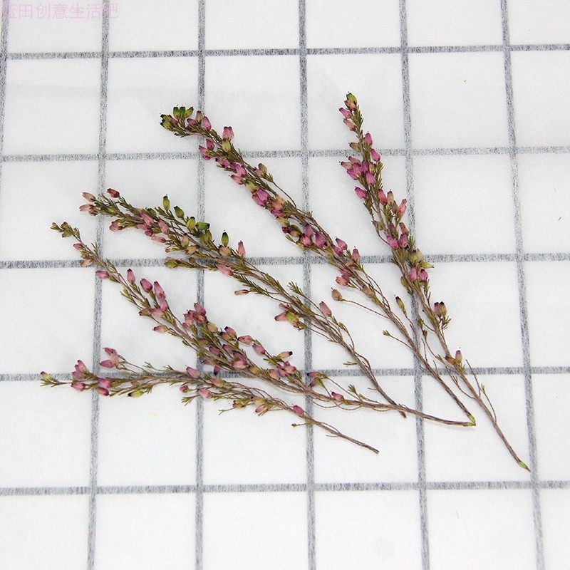 天然进口艾莉嘉永生花迷你灯笼小花diy工艺品手作艾丽嘉干花材料