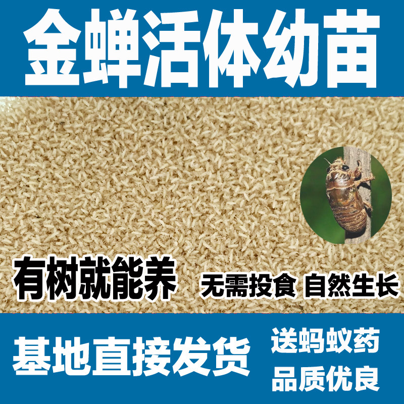 金蝉爬蚱爬叉蝉知了种子人工养殖蝉虫苗活苗蝉虫鲜活蝉蚁幼虫幼苗