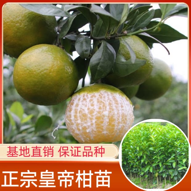德庆贡柑苗广东广西皇帝柑树苗德庆贡柑苗带营养杯发货
